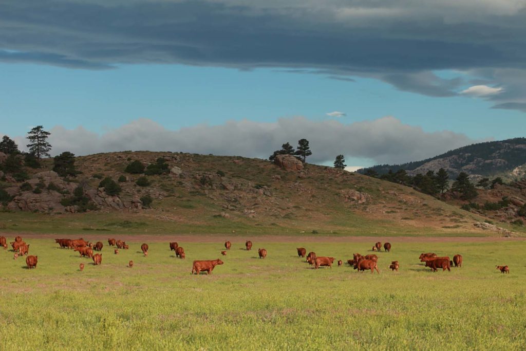 Wagonhound Red Angus Cattle