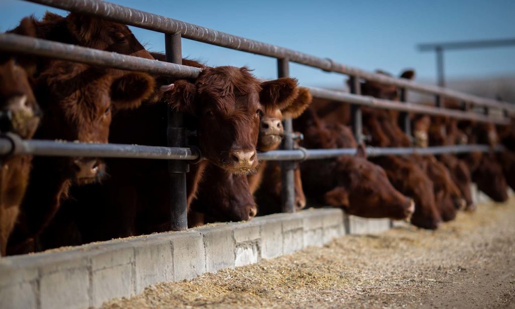 Wagonhound Red Angus Cattle