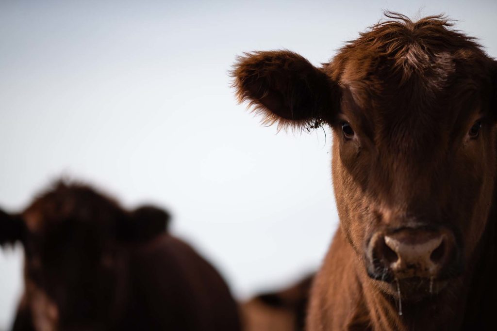 Wagonhound Red Angus Cattle