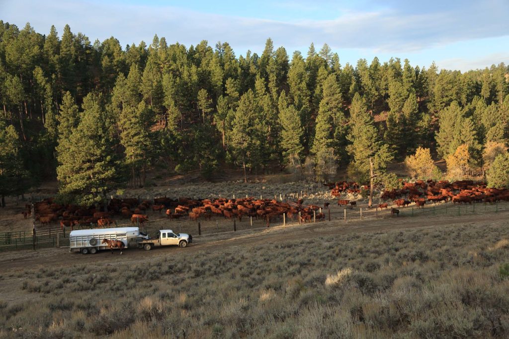 Wagonhound Red Angus Cattle