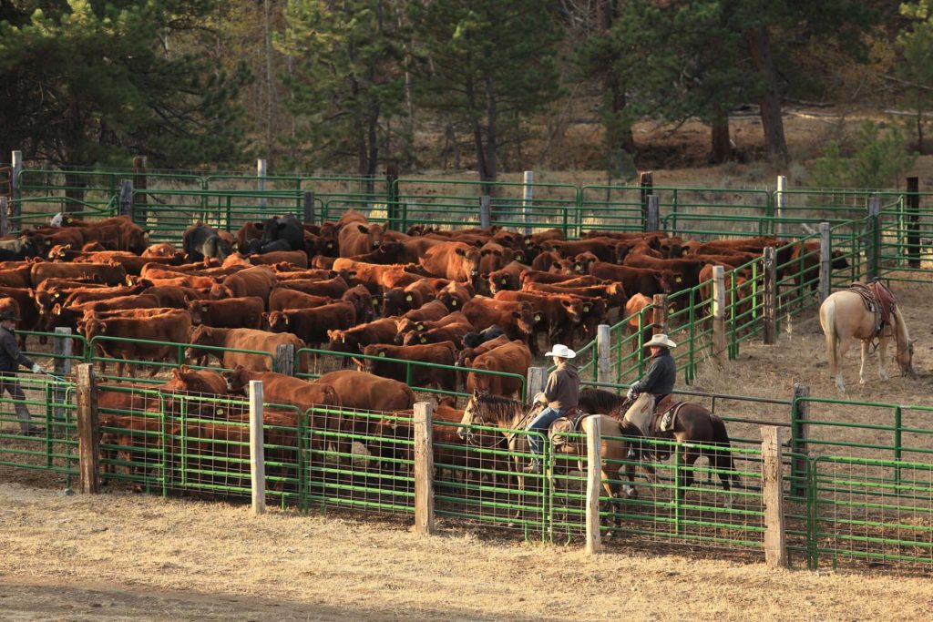 Wagonhound Red Angus Cattle