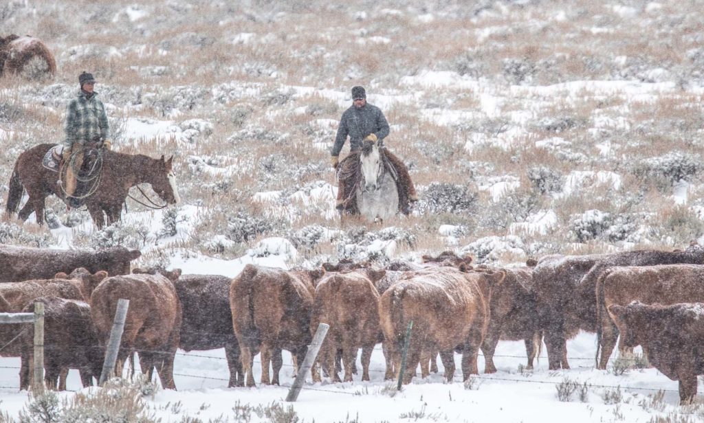 Wagonhound Red Angus Cattle