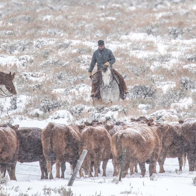 Wagonhound Red Angus Cattle