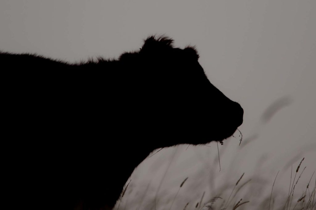 Wagonhound Red Angus Cattle