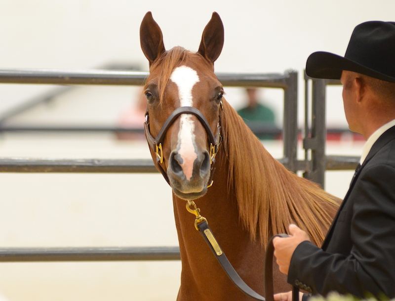 $105,000 Mare Leads Way at NRCHA Snaffle Bit Futurity Sales