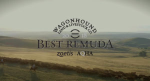 2018 Zoetis AQHA Best Remuda Award