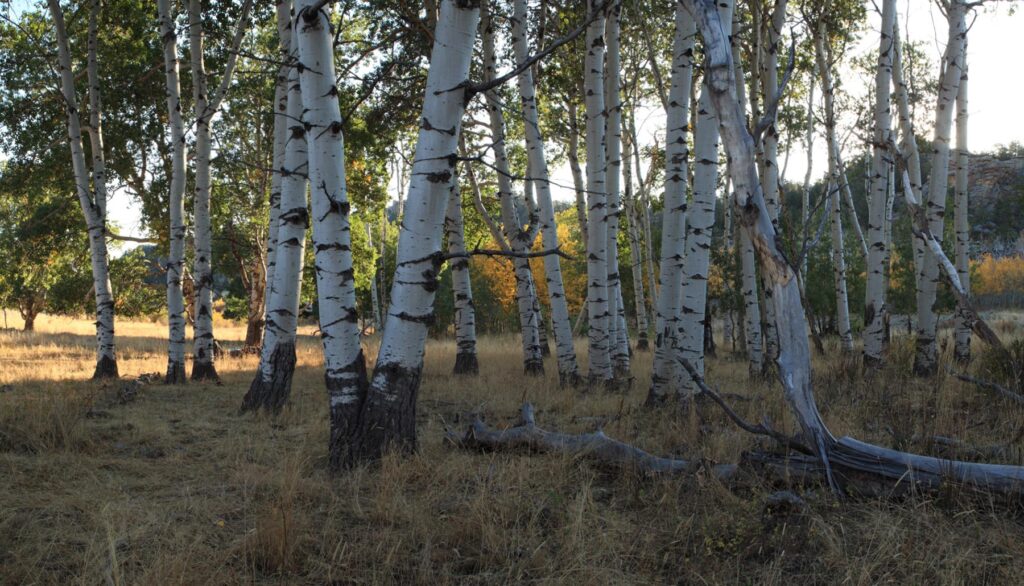 Aspen Trees in Wyoming