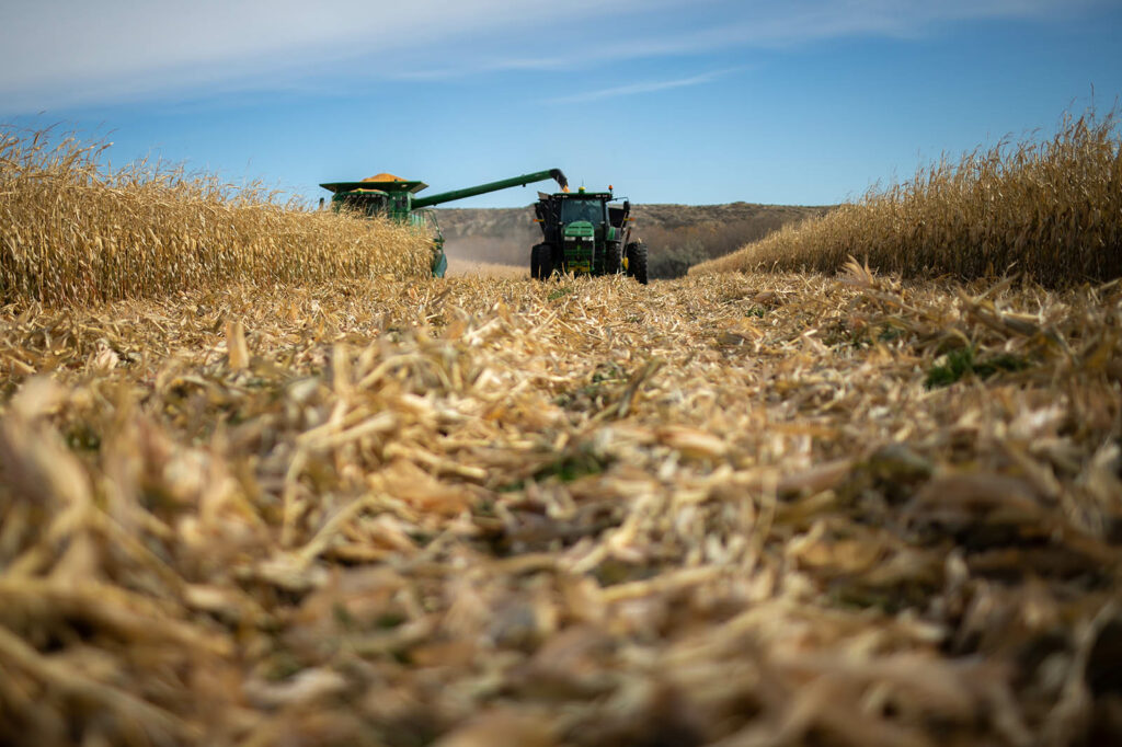 Harvesting Corn