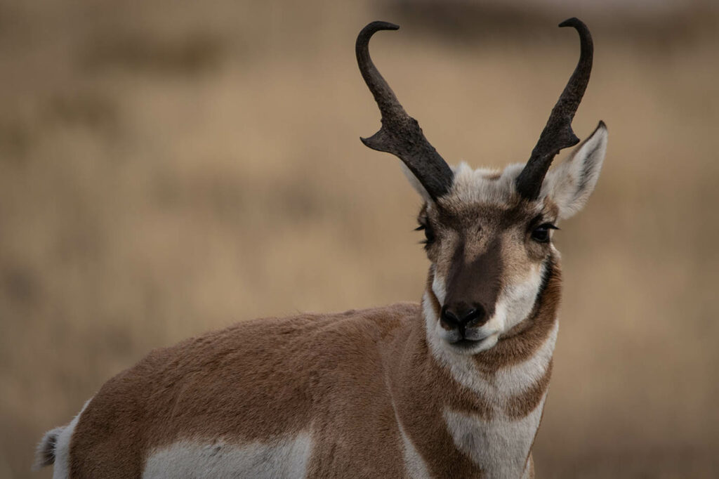 Best Antelope Hunts - Wyoming
