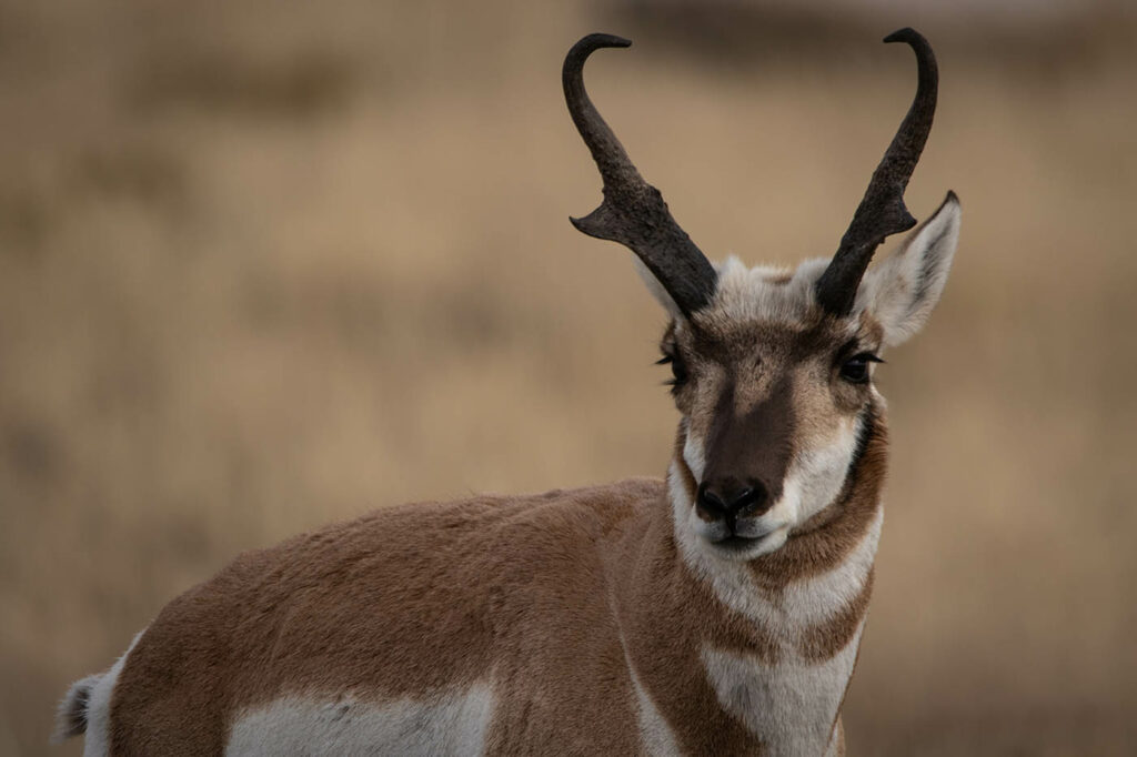 Best Antelope Hunts - Wyoming