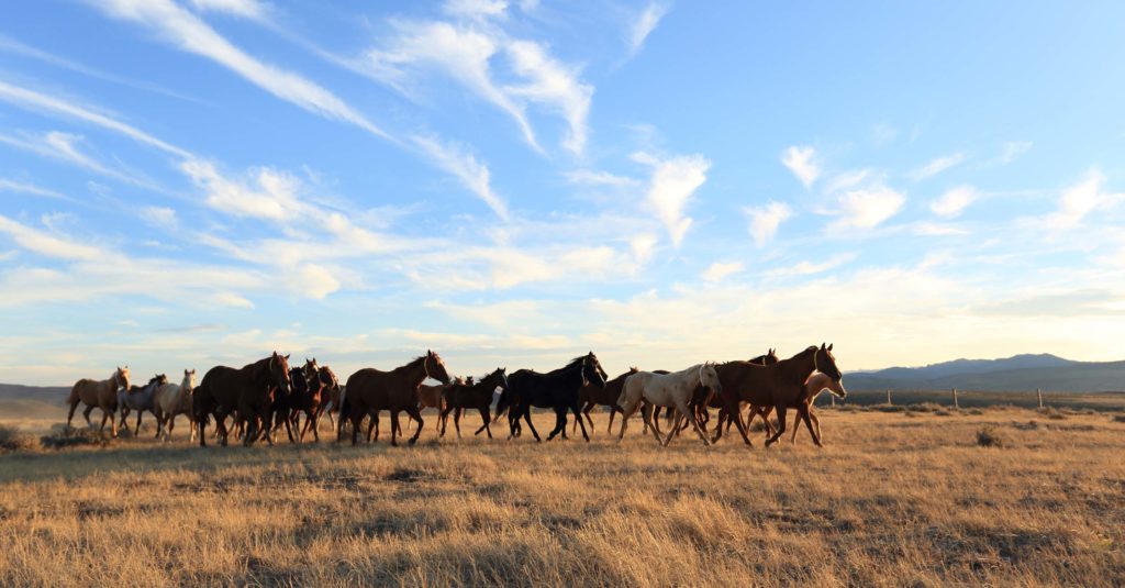 Quarter Horses Wyoming