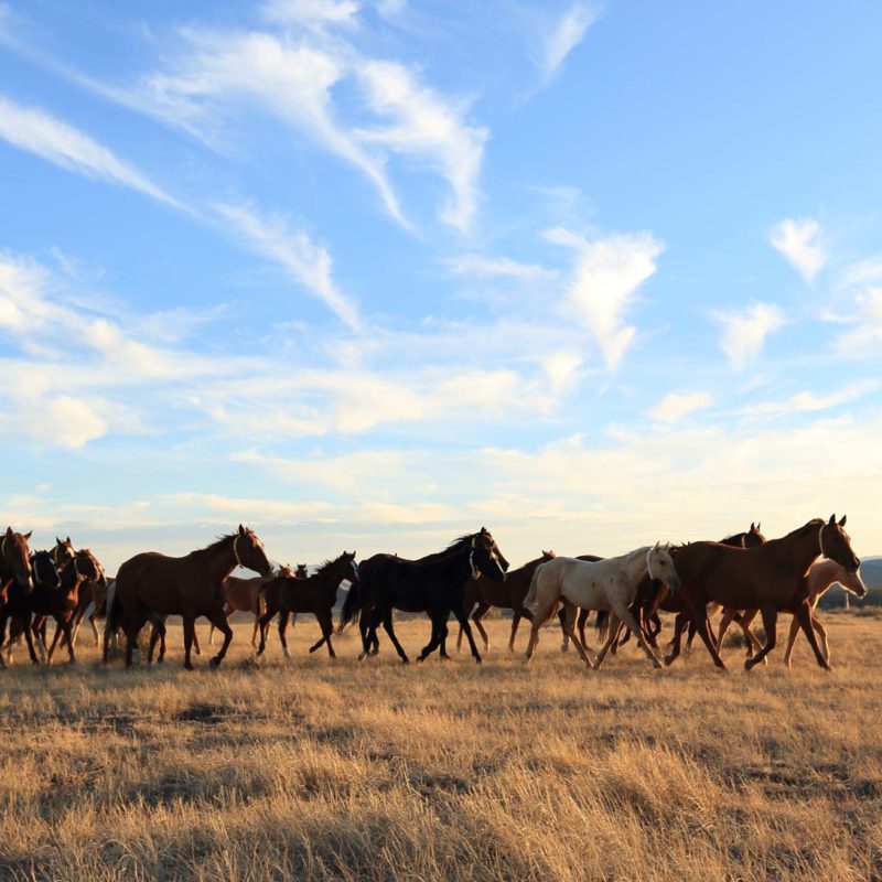 Quarter Horses Wyoming