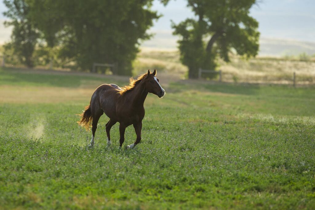 Wagonhound Quarter Horses