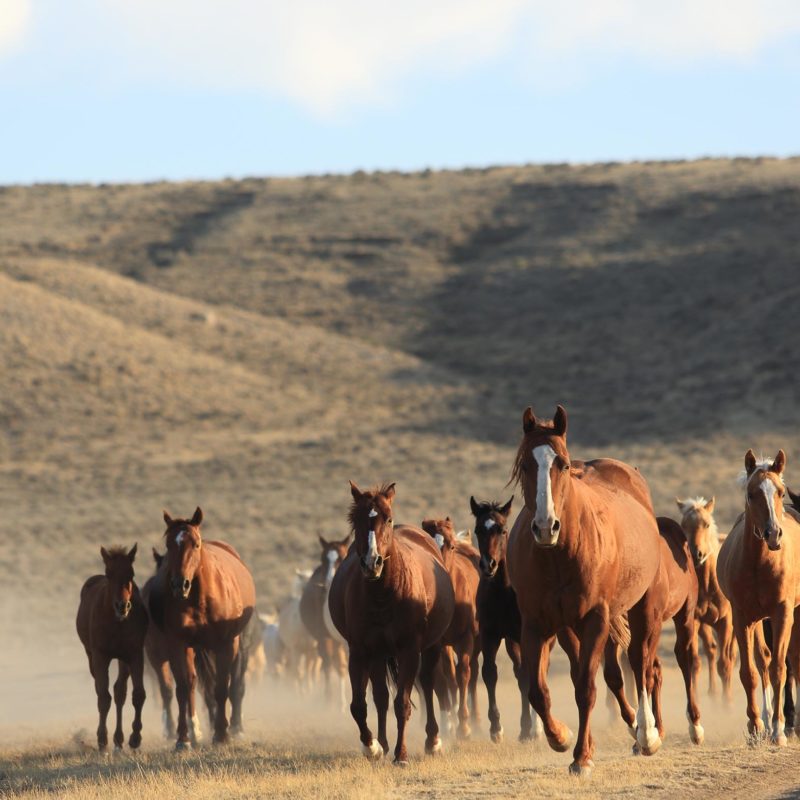 Wagondhound Quarter Horses Wyoming