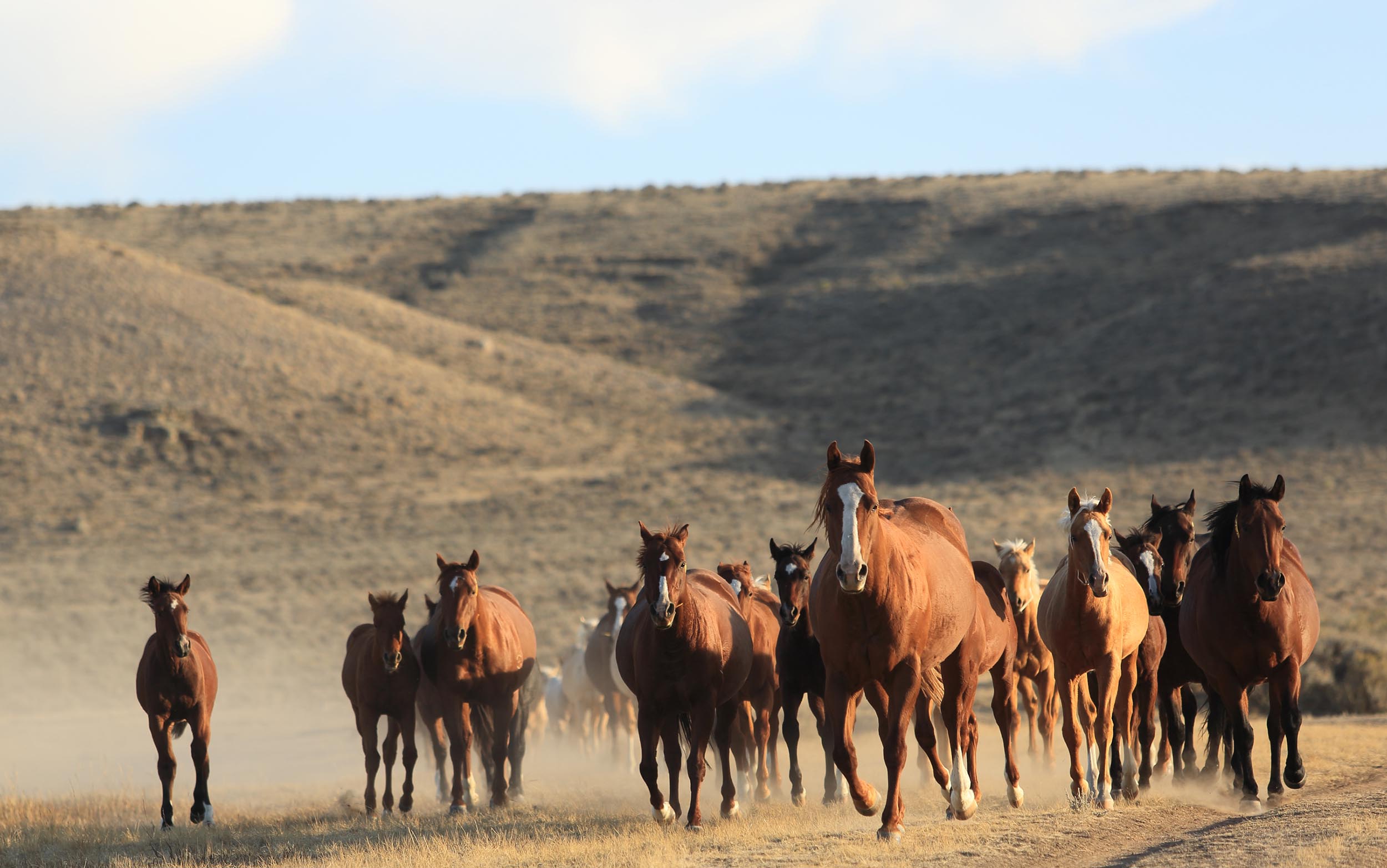 Wagonhound Open Classic Challenge at the PCCHA Futurity