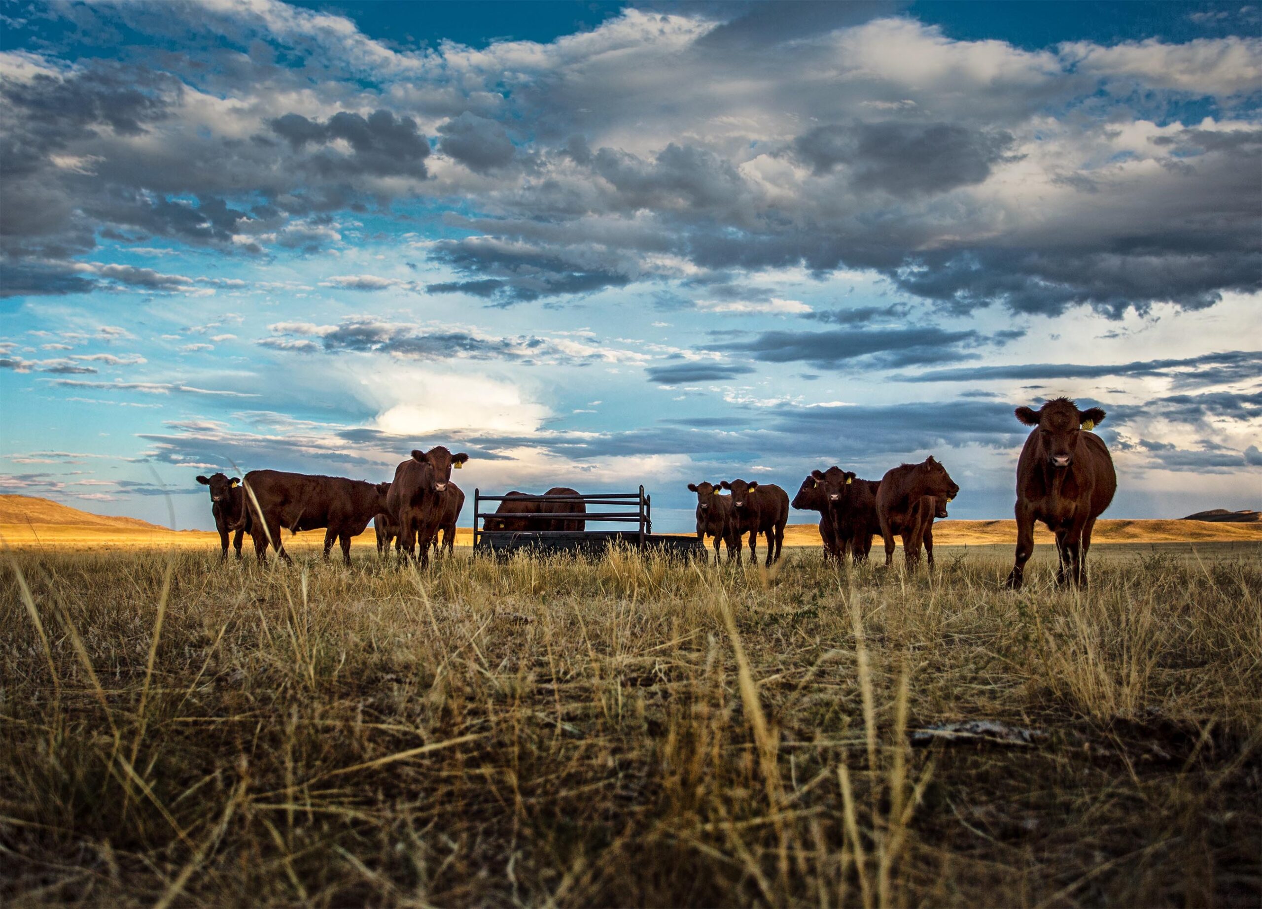 Wagonhound Land and Livestock honored as 2015 Commercial Producer of the Year