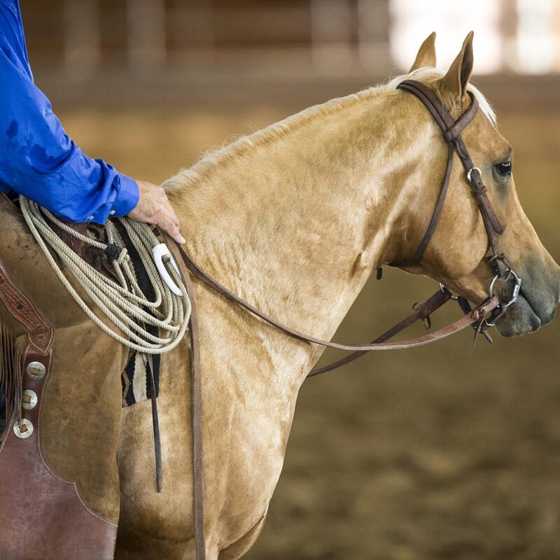 Quarter Horses in Douglas, Wyoming