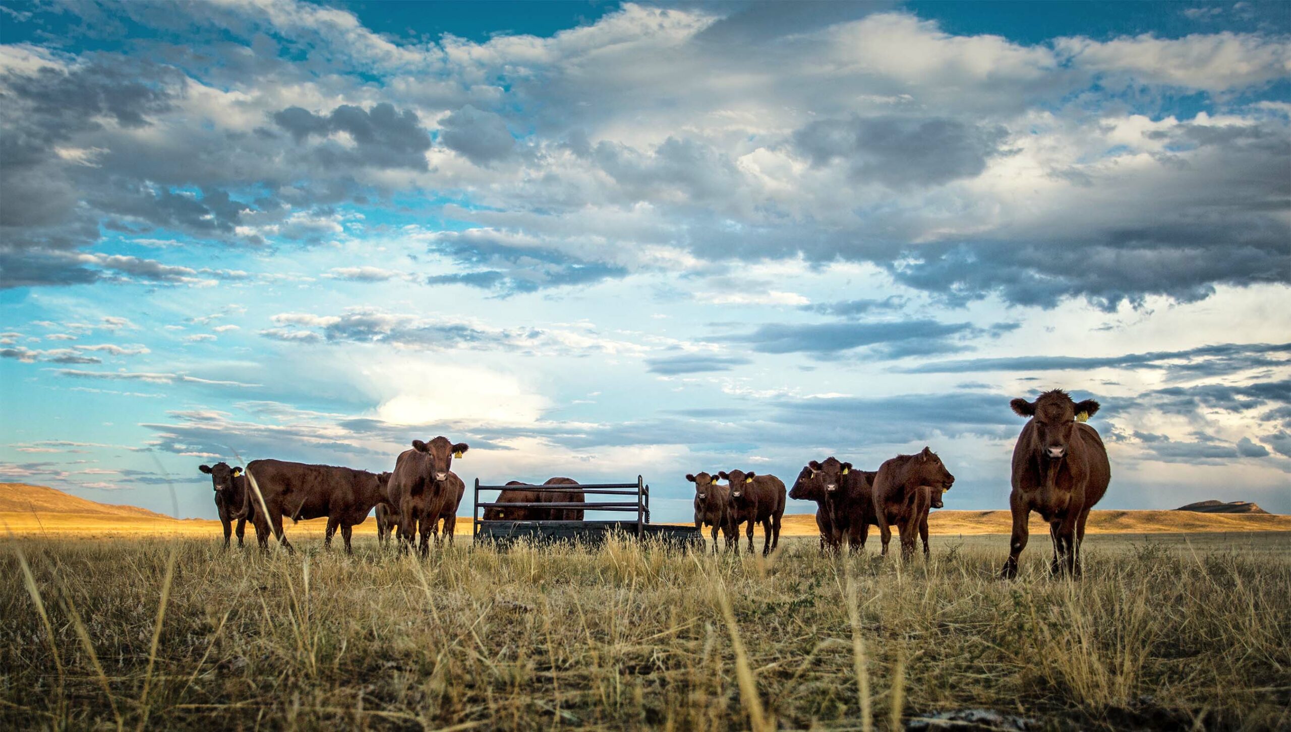 Wagonhound Land and Livestock