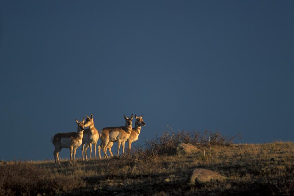 Wildlife at Wagonhound Ranch