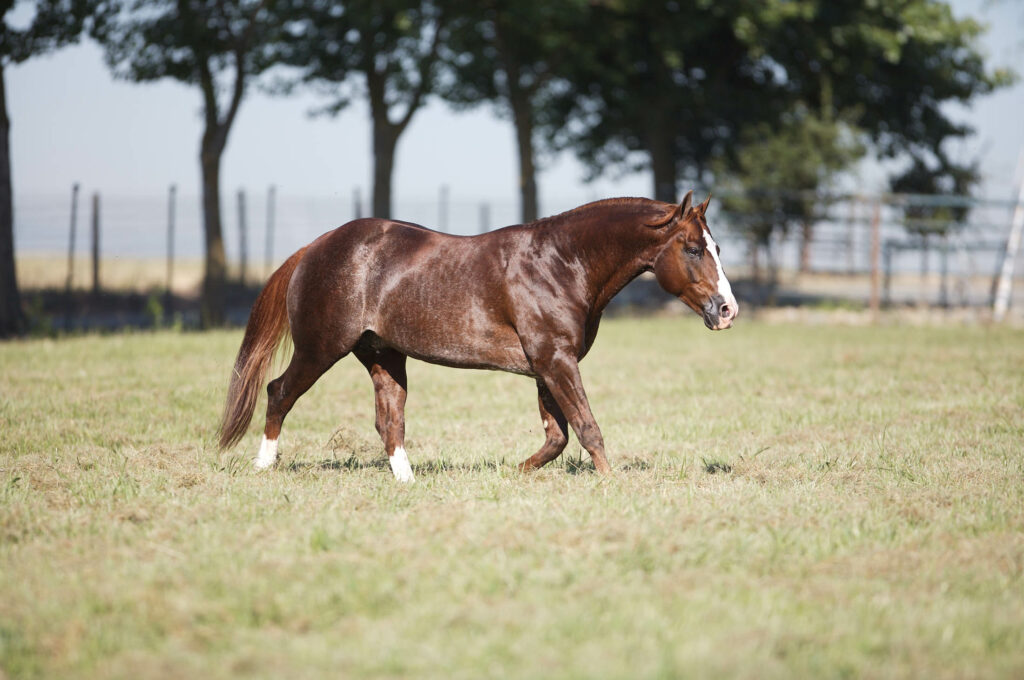 WR This Cats Smart | Best Stallion