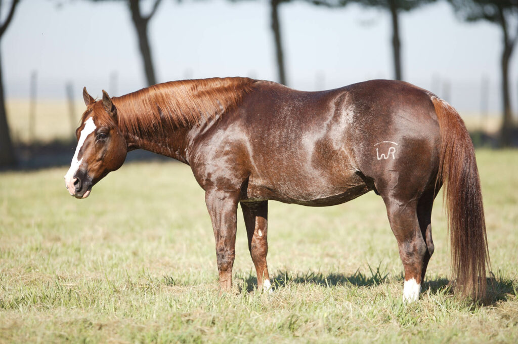 WR This Cats Smart | Quarter Horse Stallion