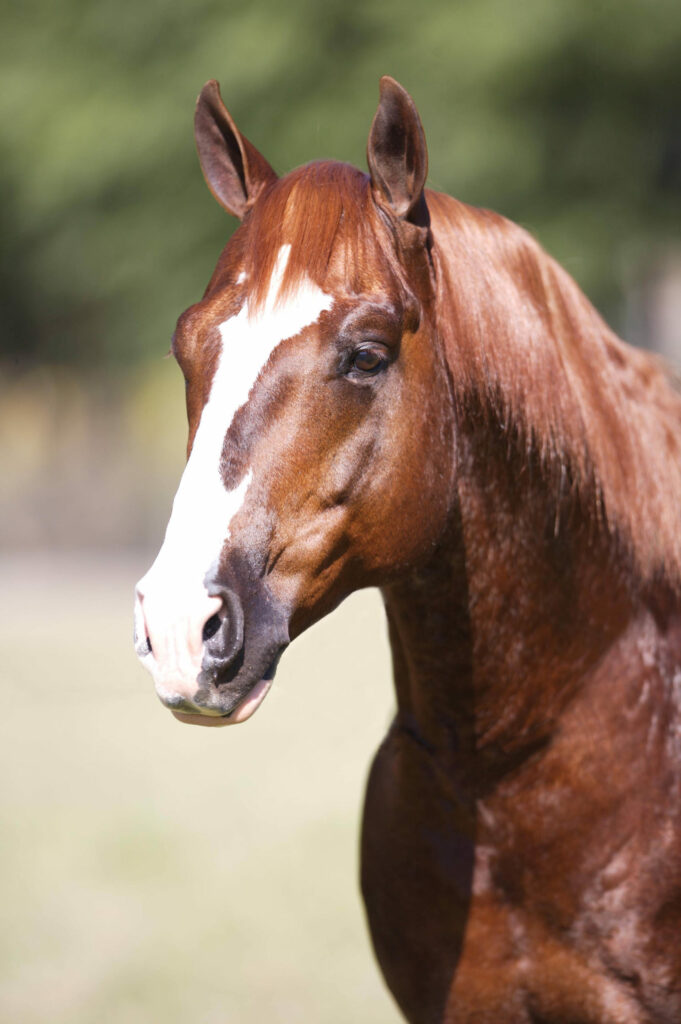 WR This Cats Smart | Winning Quarter Horse