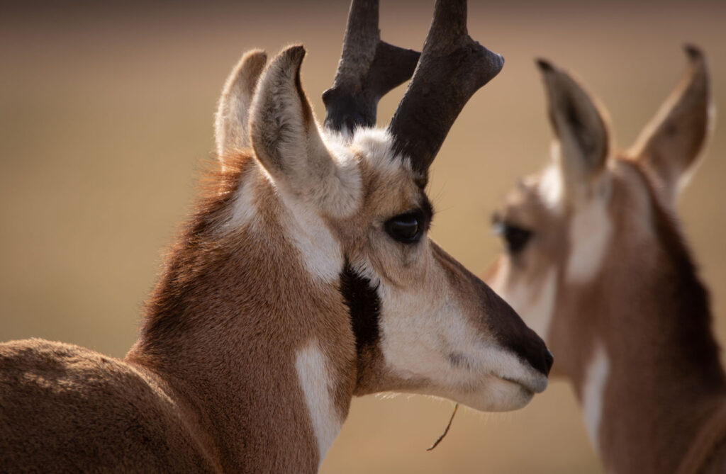 Antelope Hunts at Wagonhound