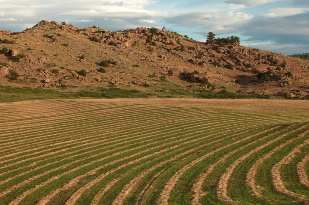 Crop Rows