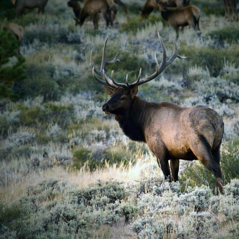 Guided Elk Hunts Wyoming Outfitters