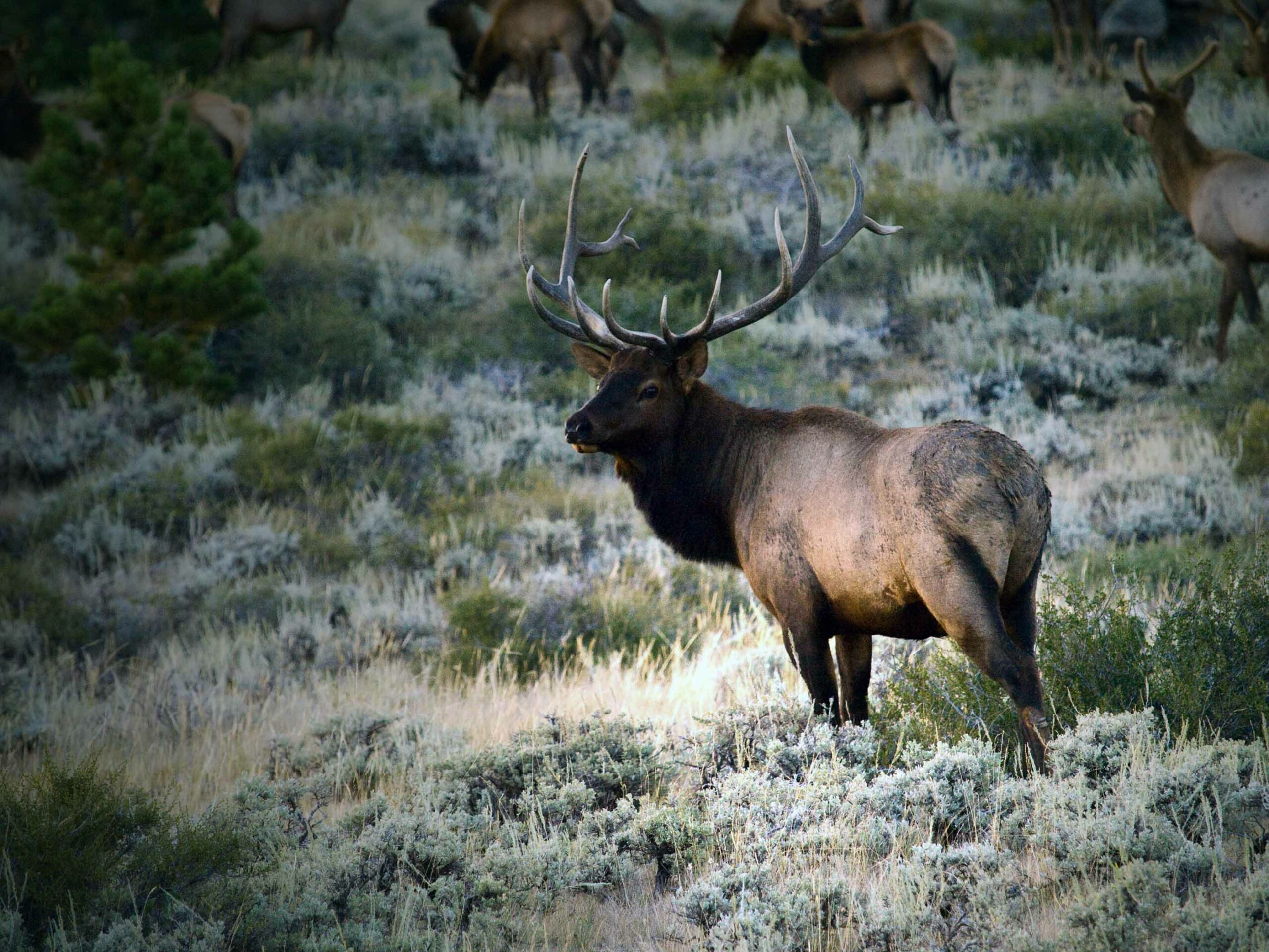 Cape, Quarter and Pack your Elk from the Field