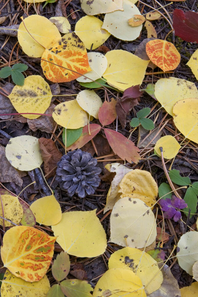 Fall Leaves Change Wyoming