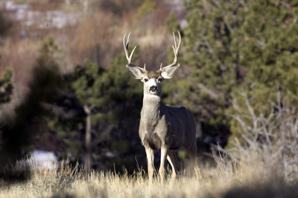 Guided Hunts in Wyoming for Deer